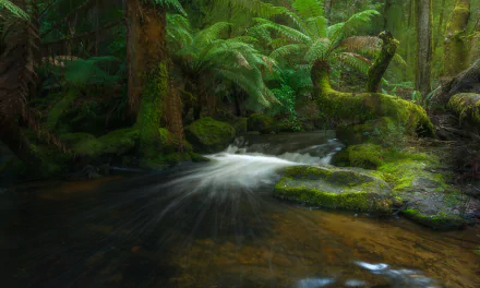 Lush Tasmanian rainforest creek with ferns and moss-covered trees beside a gently flowing stream — green forest nature scene, HD desktop wallpaper.