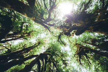 forest treetops nature tree HD Desktop Wallpaper | Background Image