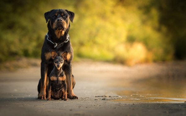 Animal Rottweiler Dogs Dog Stare Depth Of Field Puppy Baby Animal HD Wallpaper | Background Image
