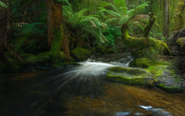 Earth Forest Fern Stream Greenery Australia Rainforest Tasmania Creek HD Wallpaper | Background Image