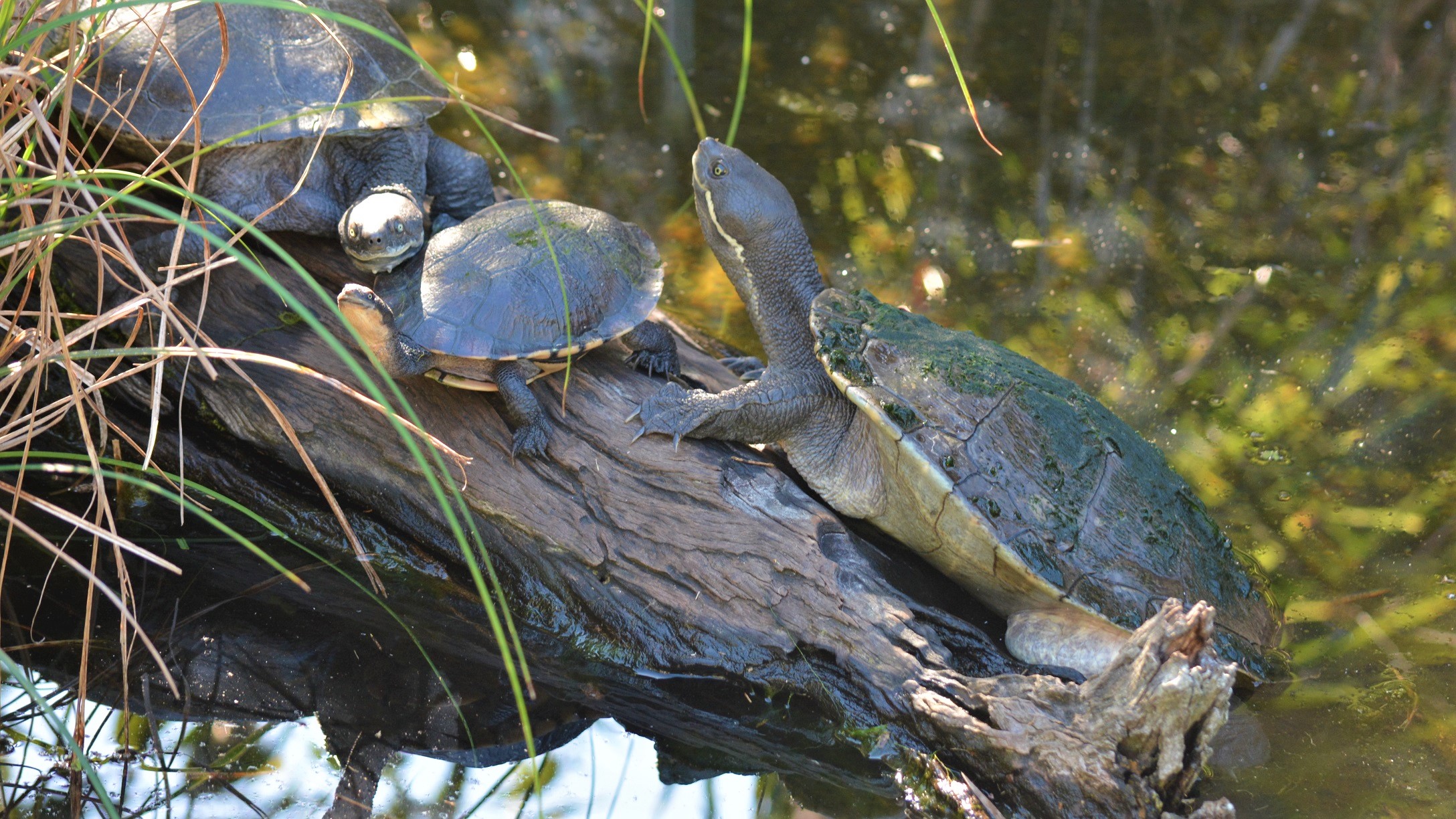 Turtles Testudinata At Queens Park Ipswich Queensland Australia Hd Oboi Fon 2176x1224