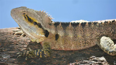  Australian Water Dragon at Queens Park, Ipswich Queensland, Australia