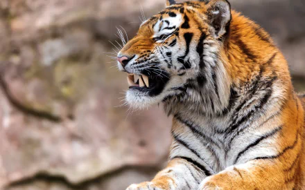 roar Animal tiger HD Desktop Wallpaper | Background Image