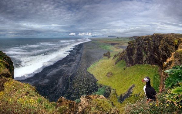 Earth Landscape Nature Horizon Puffin Cloud Sky Ocean Beach HD Wallpaper | Background Image