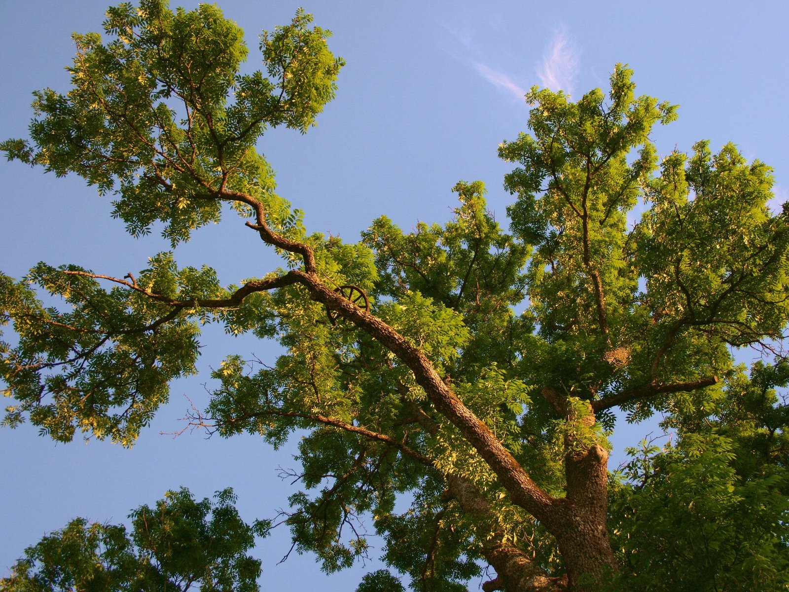 HD desktop wallpaper featuring a vibrant green tree with sprawling branches set against a clear blue sky, showcasing the beauty of nature.