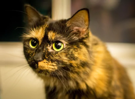 HD desktop wallpaper featuring a close-up of a tortoiseshell cat with striking green eyes against a softly blurred background.