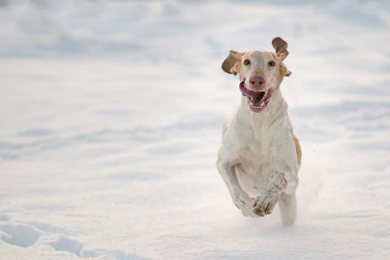winter snow dog Animal Bracco Italiano winter animals HD Desktop Wallpaper | Background Image