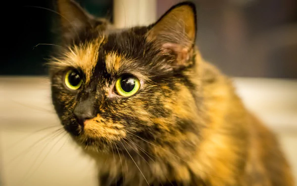 HD desktop wallpaper featuring a close-up of a tortoiseshell cat with striking green eyes against a softly blurred background.