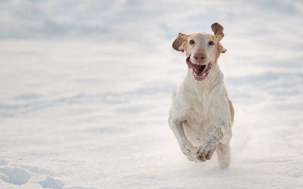 Animal Bracco Italiano Dogs Dog Snow Winter HD Wallpaper | Background Image