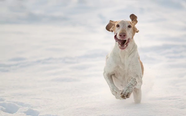 winter snow dog Animal Bracco Italiano winter animals HD Desktop Wallpaper | Background Image