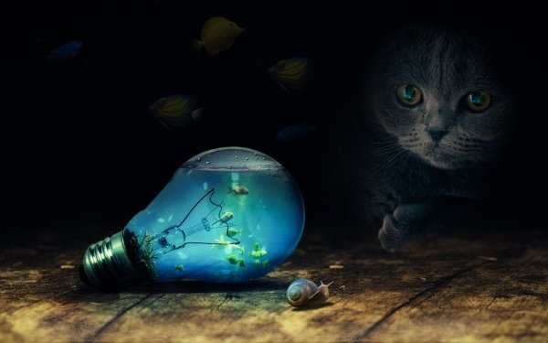 Photography Manipulation Cat Light Bulb Snail Fish HD Wallpaper | Background Image