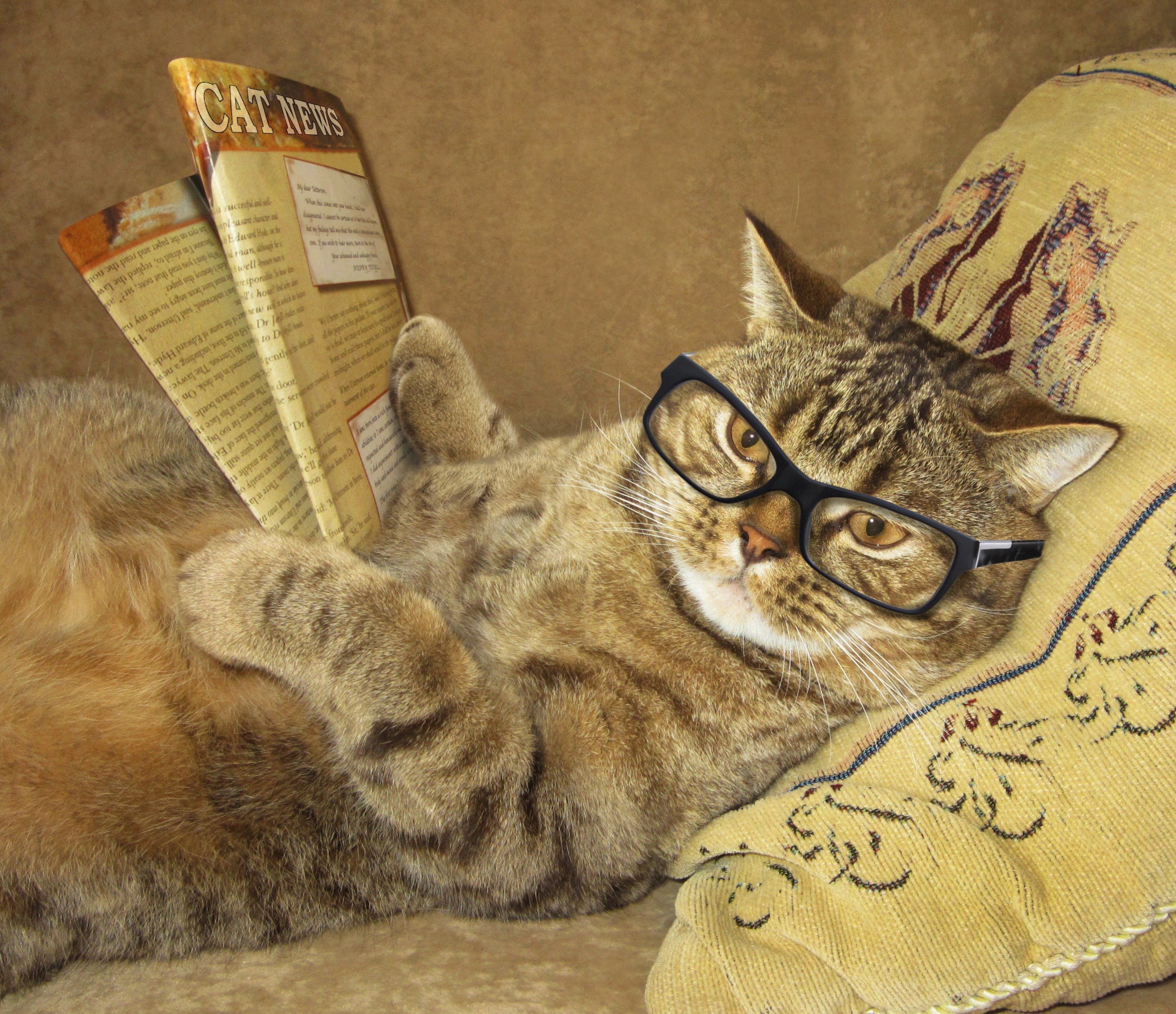 Humor Cat HD Wallpaper | Background Image