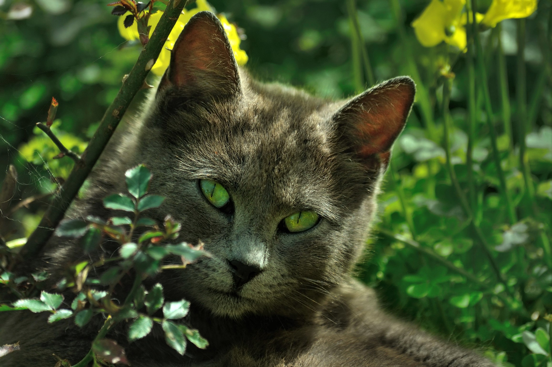 Gray Cat with Green Eyes HD Wallpaper Background Image 2314x1537