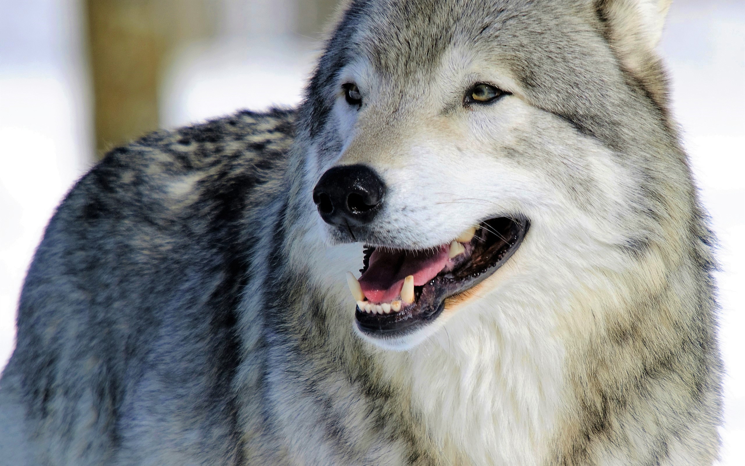 Download Close-up Animal Wolf HD Wallpaper