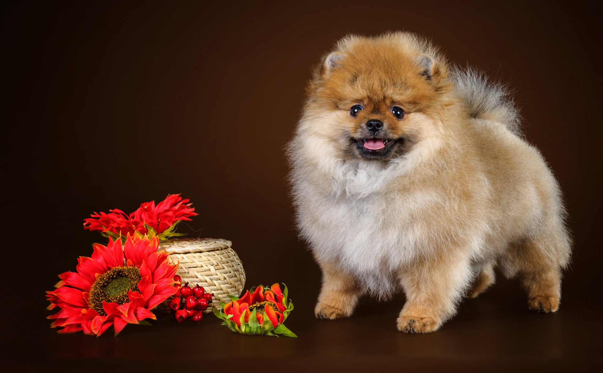 A fluffy spitz dog stands beside bright red flowers and a small woven basket against a dark background in this HD PC desktop wallpaper.