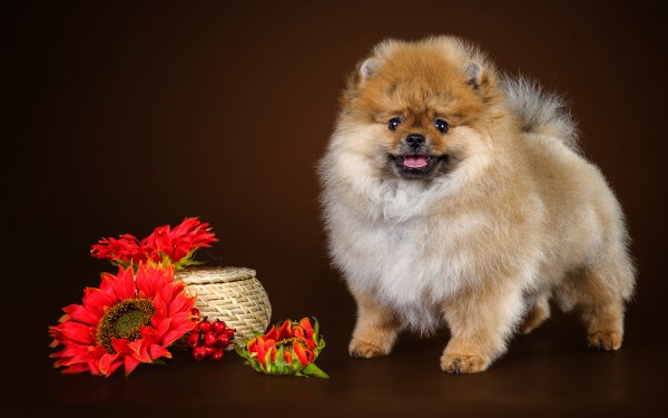 Animal Spitz Dogs Dog Red Flower HD Wallpaper | Background Image