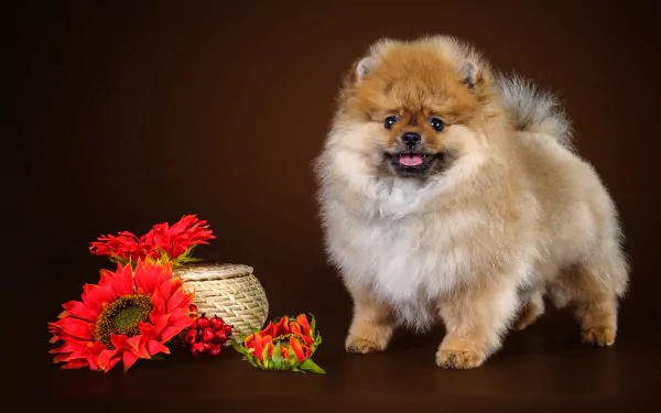 A fluffy spitz dog stands beside bright red flowers and a small woven basket against a dark background in this HD PC desktop wallpaper.