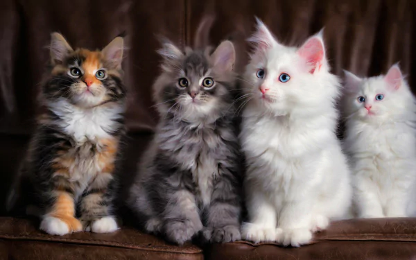 An adorable HD wallpaper featuring four fluffy, cute kittens sitting on a brown couch.