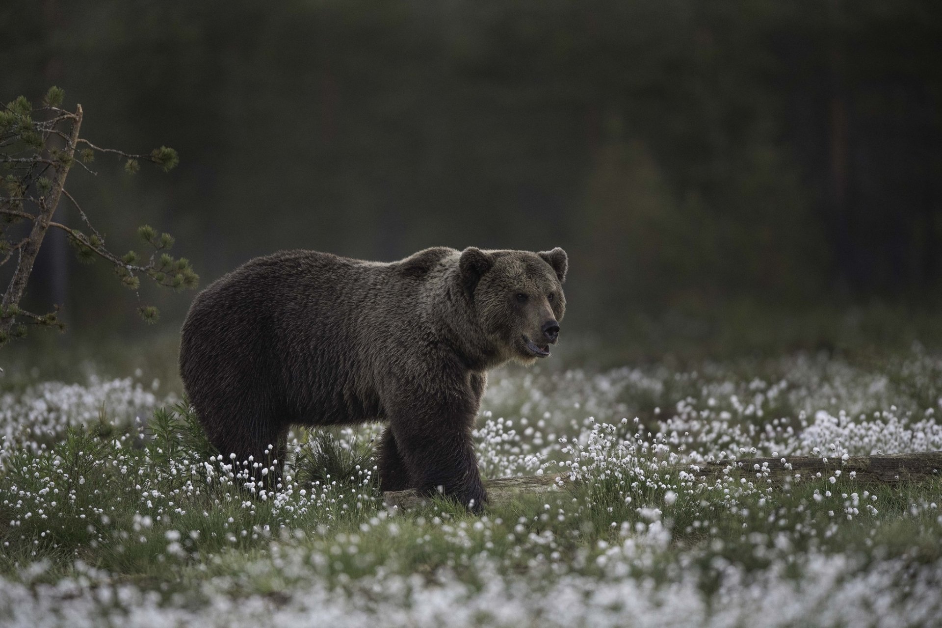 HD desktop wallpaper of a bear standing amid a field of delicate white flowers in a dark, natural setting.