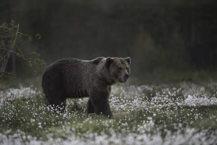 white flower Animal bear HD Desktop Wallpaper | Background Image