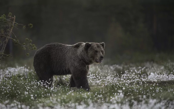 white flower Animal bear HD Desktop Wallpaper | Background Image