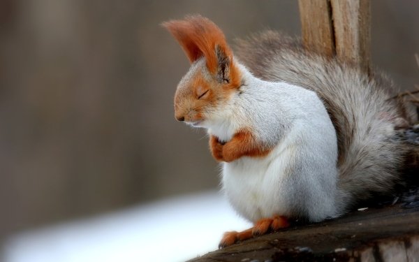 Animal Squirrel Wildlife Rodent HD Wallpaper | Background Image