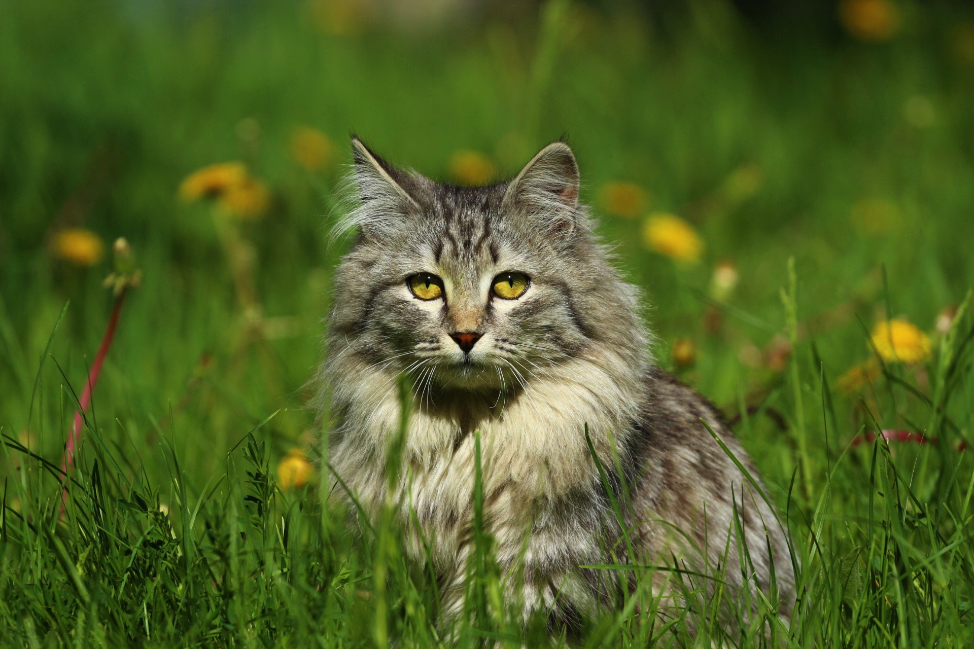 Download Grass Green Eyes Fluffy Animal Cat HD Wallpaper