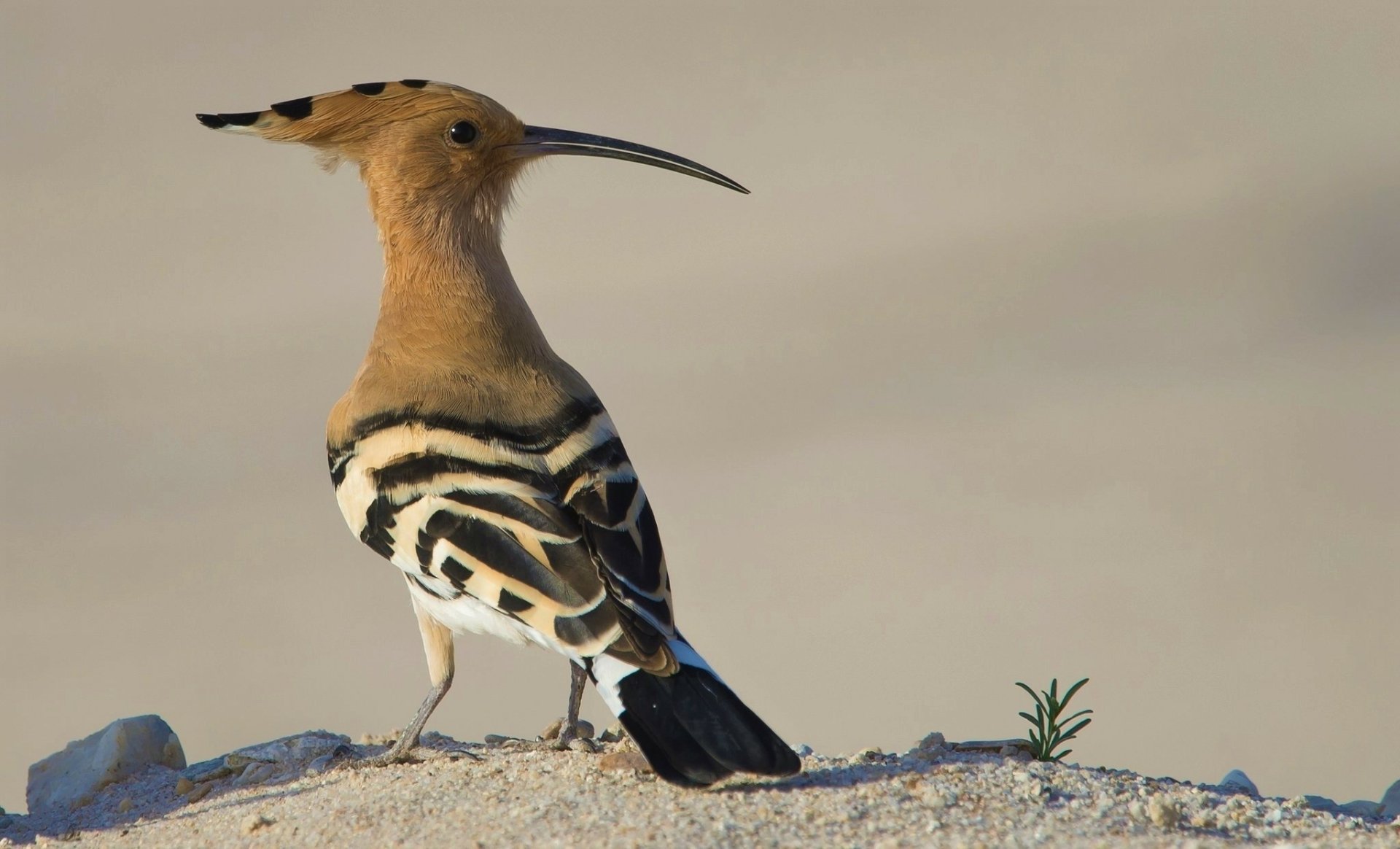 HD desktop wallpaper featuring a hoopoe bird standing on sandy ground, showcasing its distinctive crest and black-and-white striped wings.