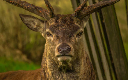  Buck Close-Up