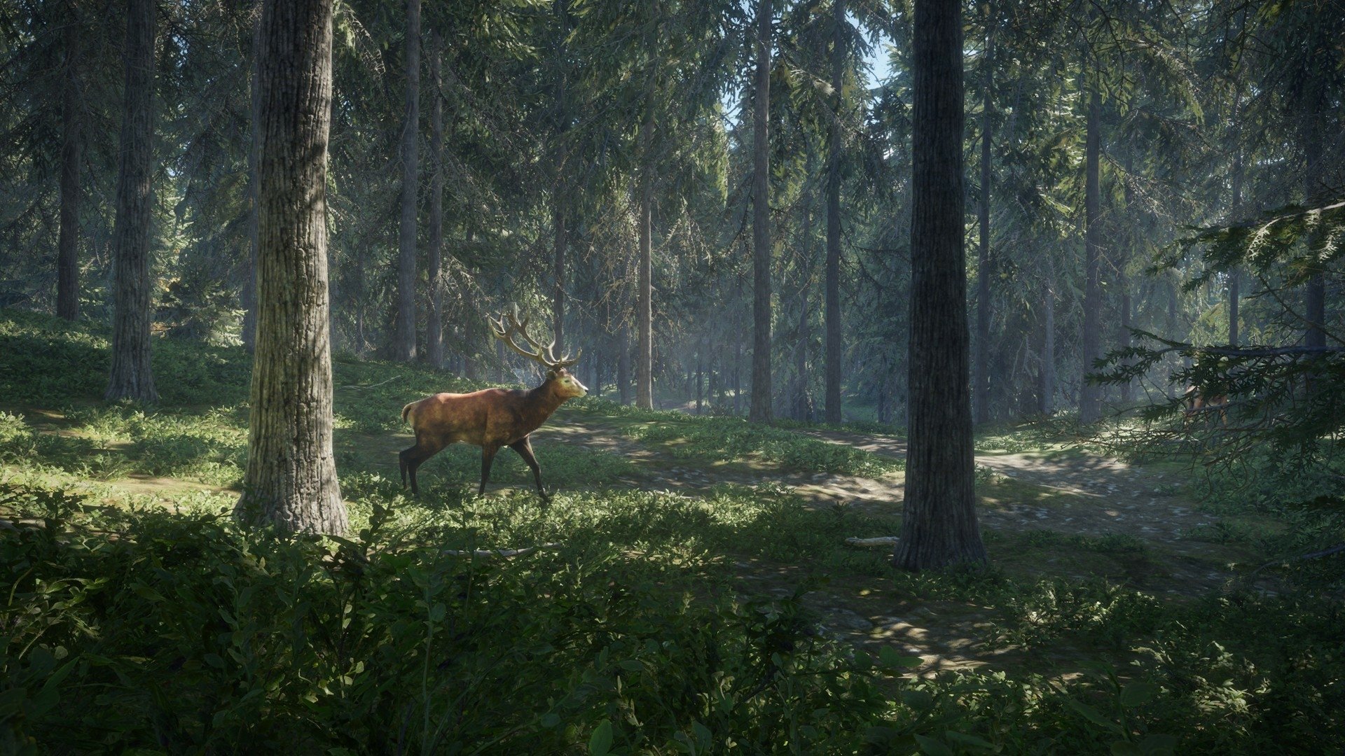 HD PC desktop wallpaper from theHunter: Call of The Wild video game, showing a deer standing in a sunlit dense forest.