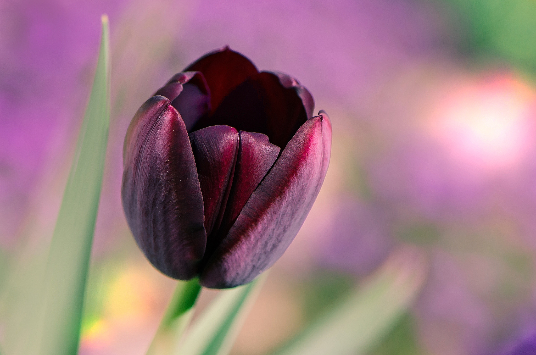 Download Macro Purple Flower Flower Nature Tulip HD Wallpaper