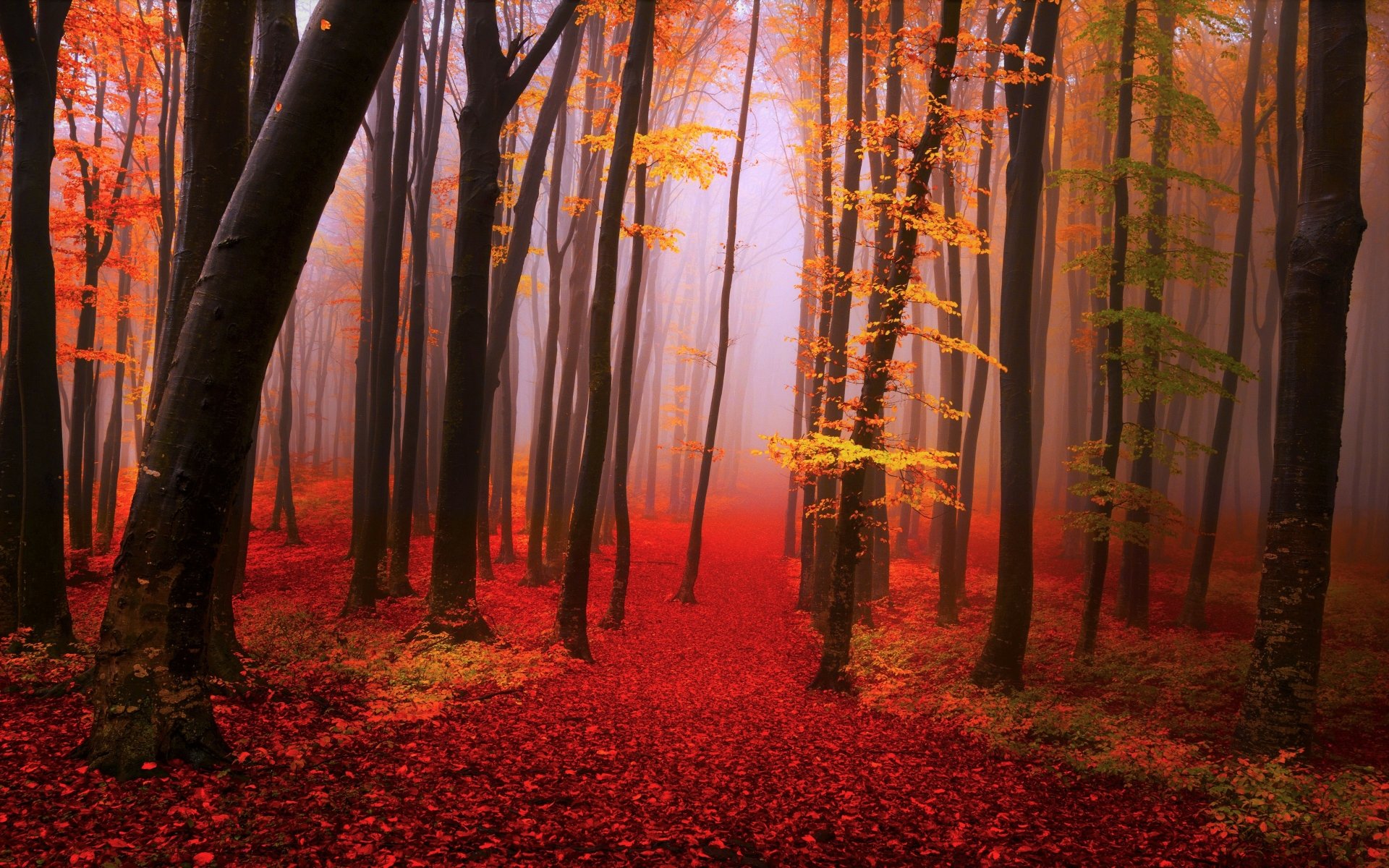 Fog envelops a vibrant fall forest with rich red and orange leaves, captured in stunning 4K Ultra HD detail for a serene nature desktop wallpaper.