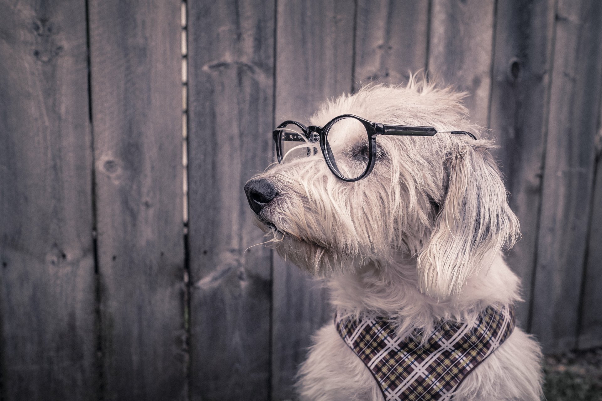 A fluffy dog wearing round glasses and a plaid scarf, set against a wooden fence background, shown in 4K Ultra HD PC desktop wallpaper quality.