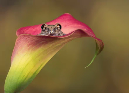 calla lily flower amphibian Animal frog HD Desktop Wallpaper | Background Image