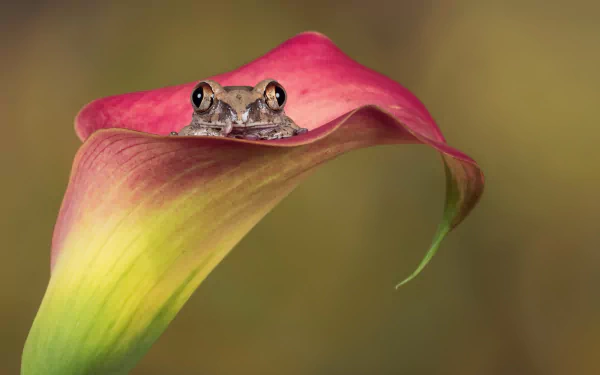 calla lily flower amphibian Animal frog HD Desktop Wallpaper | Background Image