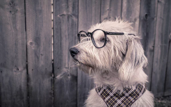 A fluffy dog wearing round glasses and a plaid scarf, set against a wooden fence background, shown in 4K Ultra HD PC desktop wallpaper quality.
