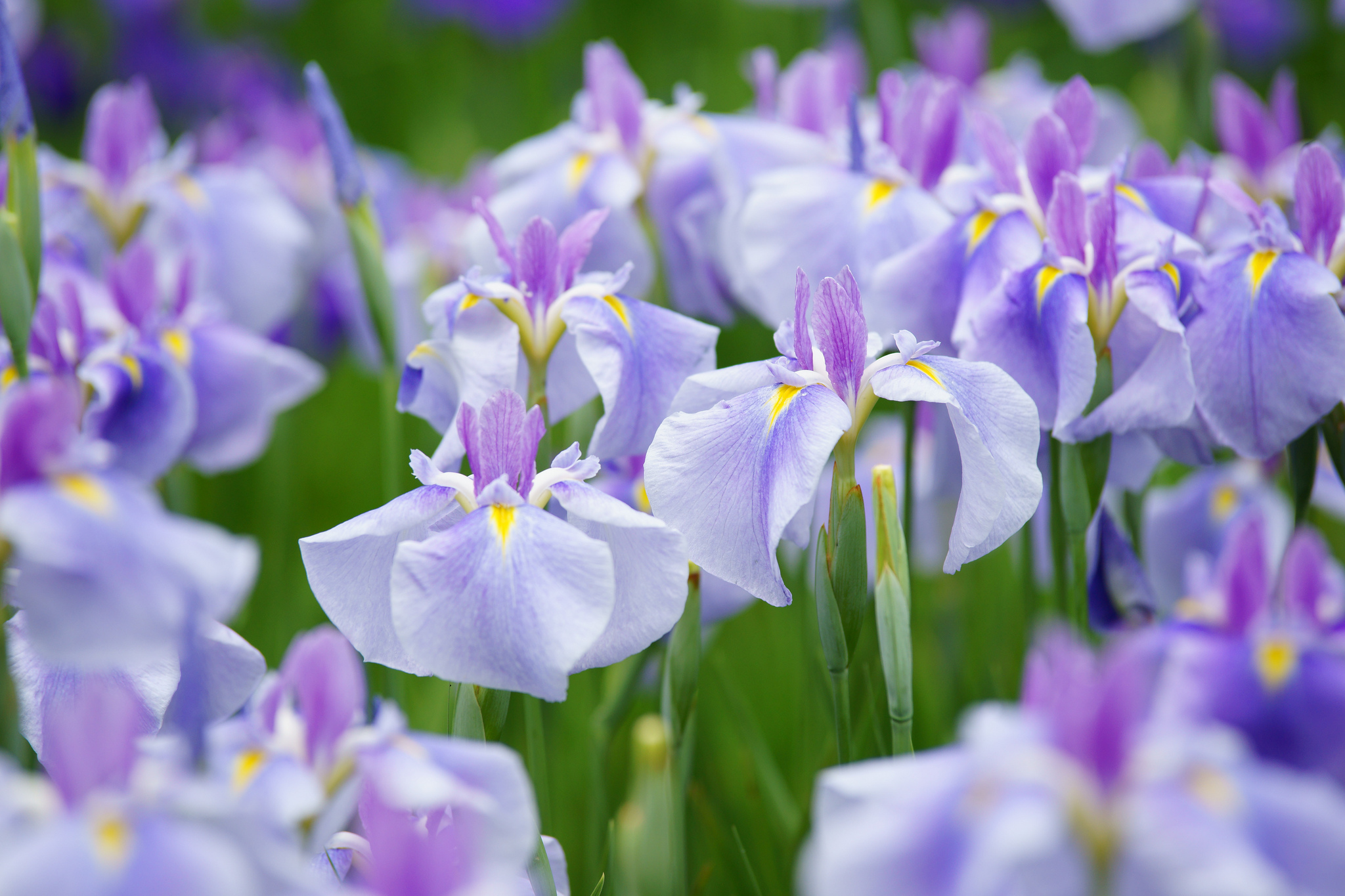 Download Purple Flower Flower Nature Iris HD Wallpaper