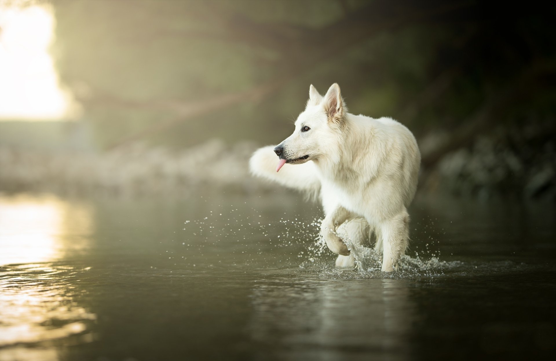 A Berger Blanc Suisse dog walking through shallow water with droplets splashing, captured in HD for a PC desktop wallpaper background.