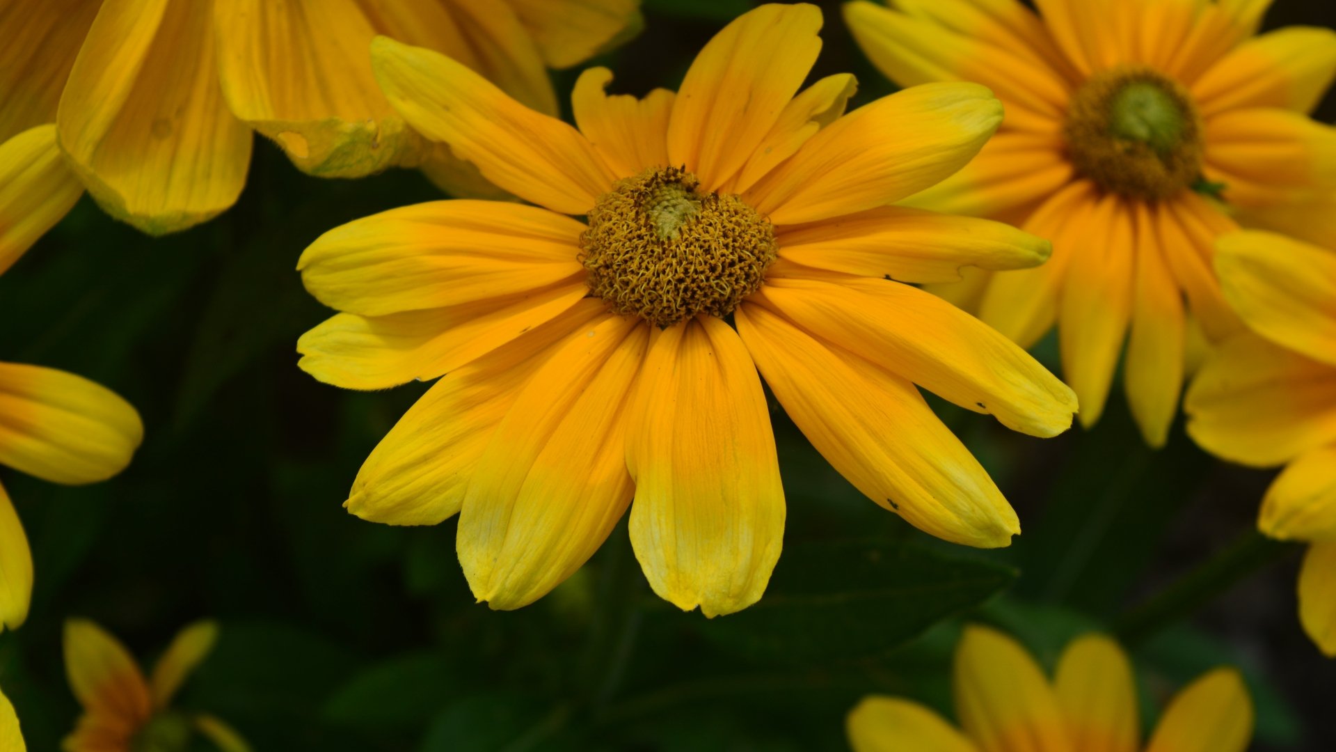 A Flower by UkrainianSSR