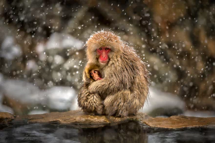 A Japanese macaque embraces its baby gently amid falling snow, capturing a tender moment of love and warmth in a snowy landscape.