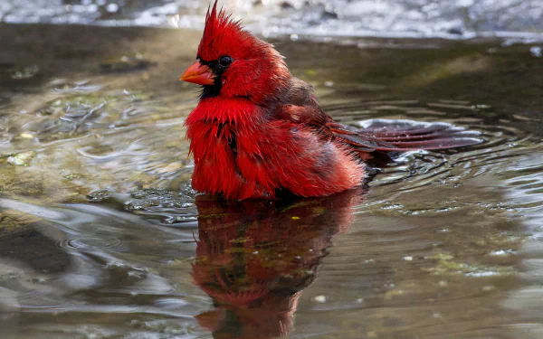 HD PC Desktop Wallpaper and Background: red cardinal (bird, Animal) bathing in water, its vivid plumage mirrored in a rippling reflection.