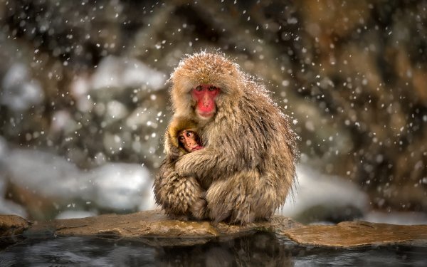 Animal Japanese Macaque Monkeys Macaque Love Hug Cute Baby Animal Primate Snowfall HD Wallpaper | Background Image