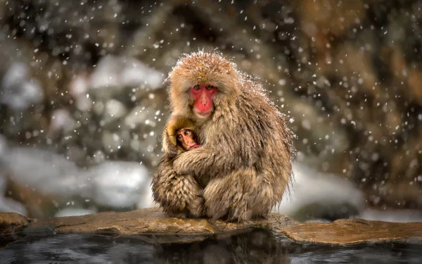 A Japanese macaque embraces its baby gently amid falling snow, capturing a tender moment of love and warmth in a snowy landscape.