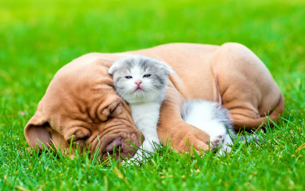 A cute puppy and kitten cuddling closely on green grass, showcasing adorable friendship and love in a vibrant 4K Ultra HD desktop wallpaper.