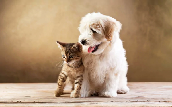  Dog and Kitten