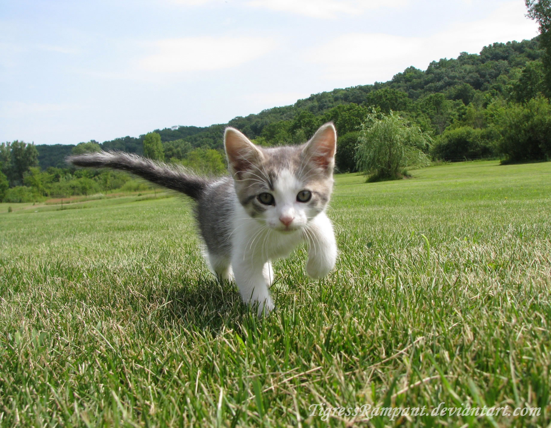 Adorable Kitten HD Wallpaper: Playful Baby Animal in Nature