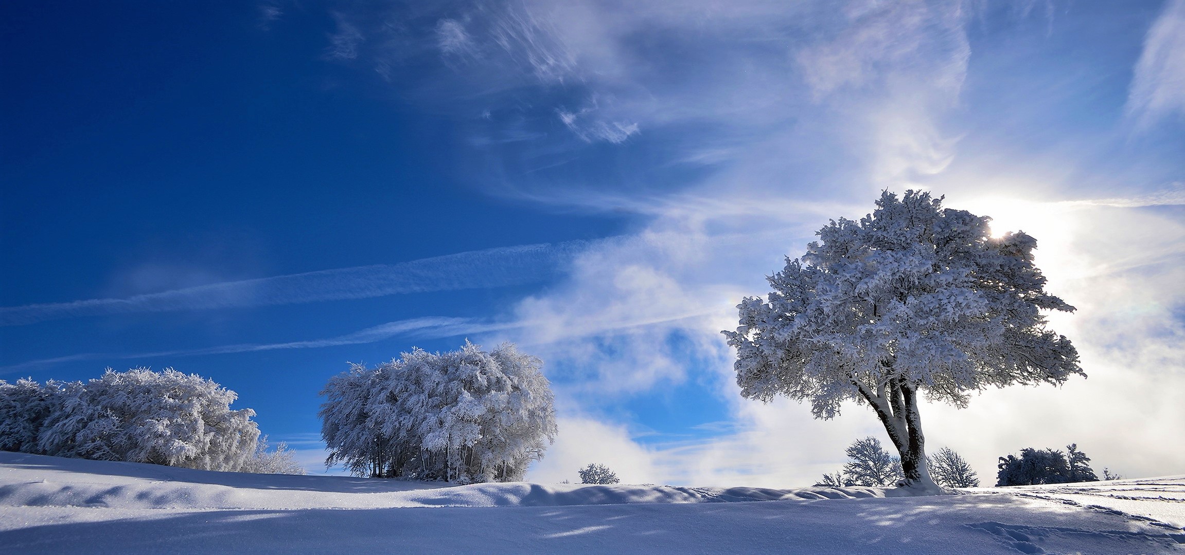 Download Tree Snow Nature Winter HD Wallpaper