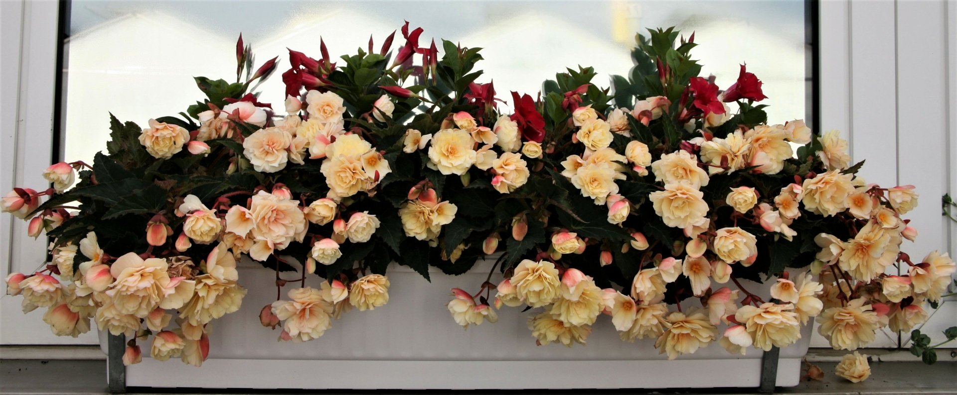 2K Quad HD PC desktop wallpaper of peach rose flowers spilling from a man-made window box, lush blooms against a clean, neutral backdrop.