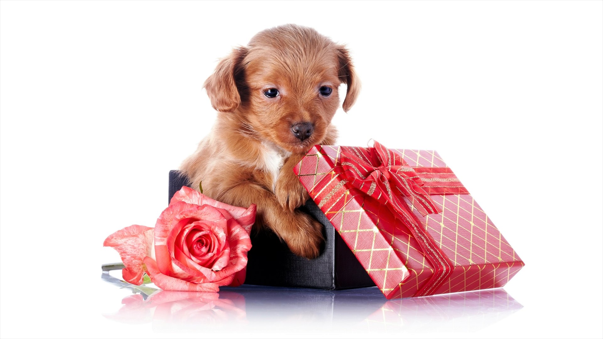 Download Baby Animal Pink Rose Rose Cute Gift Animal Puppy 8k Ultra HD Wallpaper