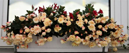 2K Quad HD PC desktop wallpaper of peach rose flowers spilling from a man-made window box, lush blooms against a clean, neutral backdrop.